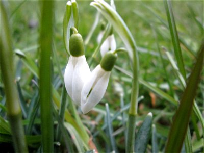 Kleines Schneeglöckchen (Galanthus nivalis) in Sankt Arnual