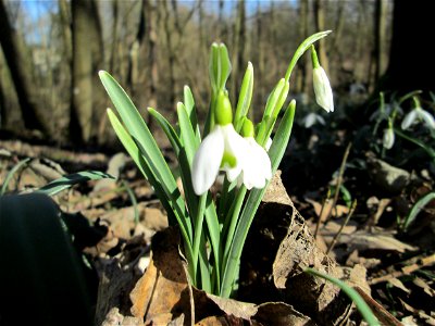 Kleines Schneeglöckchen (Galanthus nivalis) im Naturschutzgebiet „St. Arnualer Wiesen“