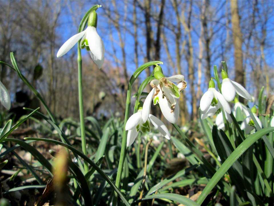 Kleines Schneeglöckchen (Galanthus nivalis) im Naturschutzgebiet „St. Arnualer Wiesen“