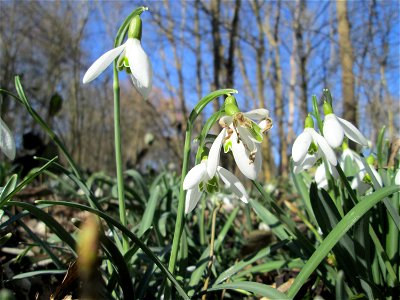 Kleines Schneeglöckchen (Galanthus nivalis) im Naturschutzgebiet „St. Arnualer Wiesen“