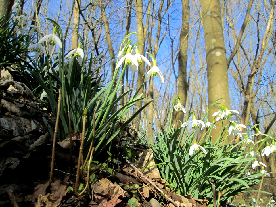 Kleines Schneeglöckchen (Galanthus nivalis) im Naturschutzgebiet „St. Arnualer Wiesen“