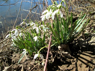 Kleines Schneeglöckchen (Galanthus nivalis) im Naturschutzgebiet „St. Arnualer Wiesen“