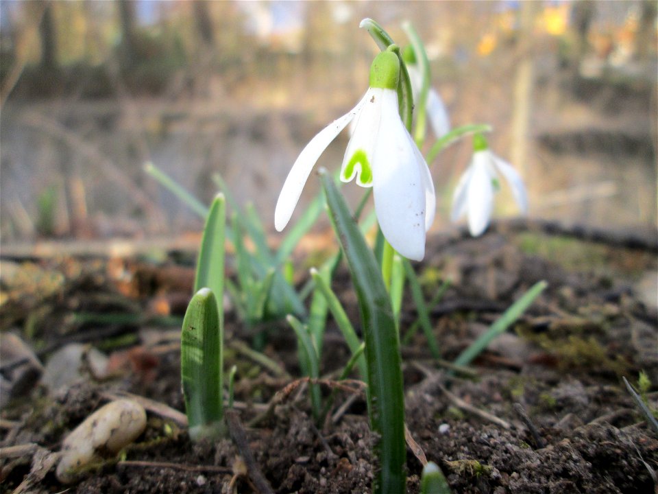 Kleines Schneeglöckchen (Galanthus nivalis) am Kraichbach in Hockenheim