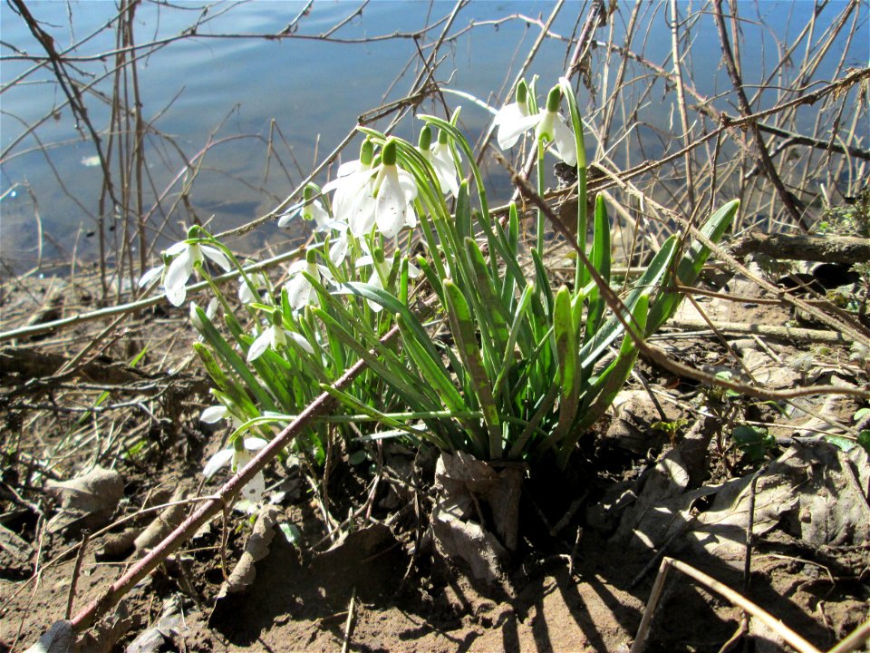 Kleines Schneeglöckchen (Galanthus nivalis) im Naturschutzgebiet „St. Arnualer Wiesen“