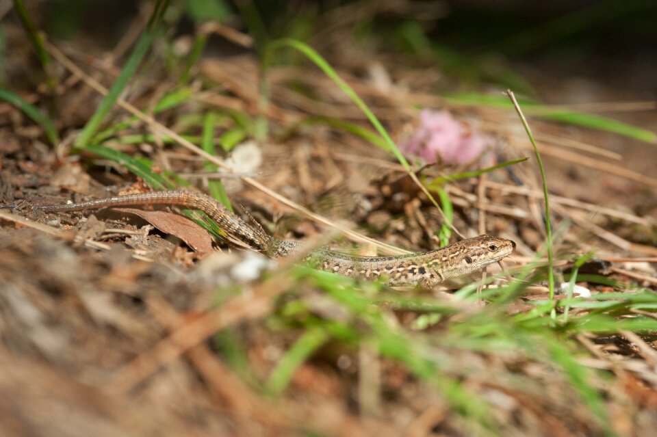 Reptile animal nature