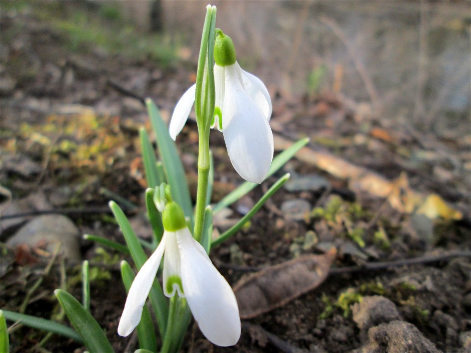 Kleines Schneeglöckchen (Galanthus nivalis) am Kraichbach in Hockenheim