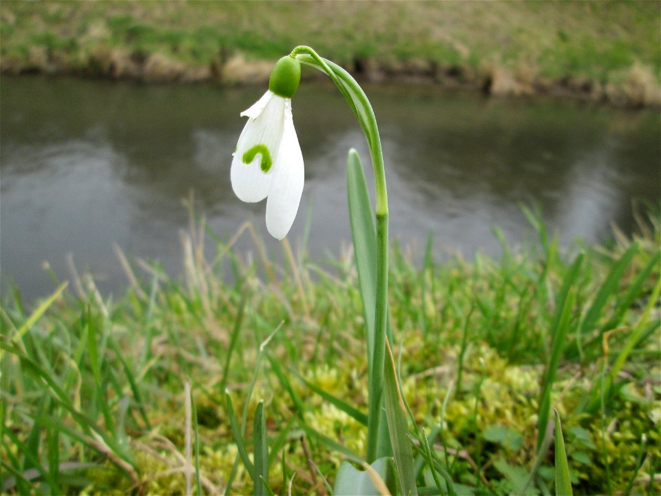 Kleines Schneeglöckchen (Galanthus nivalis) am Kraichbach in Hockenheim