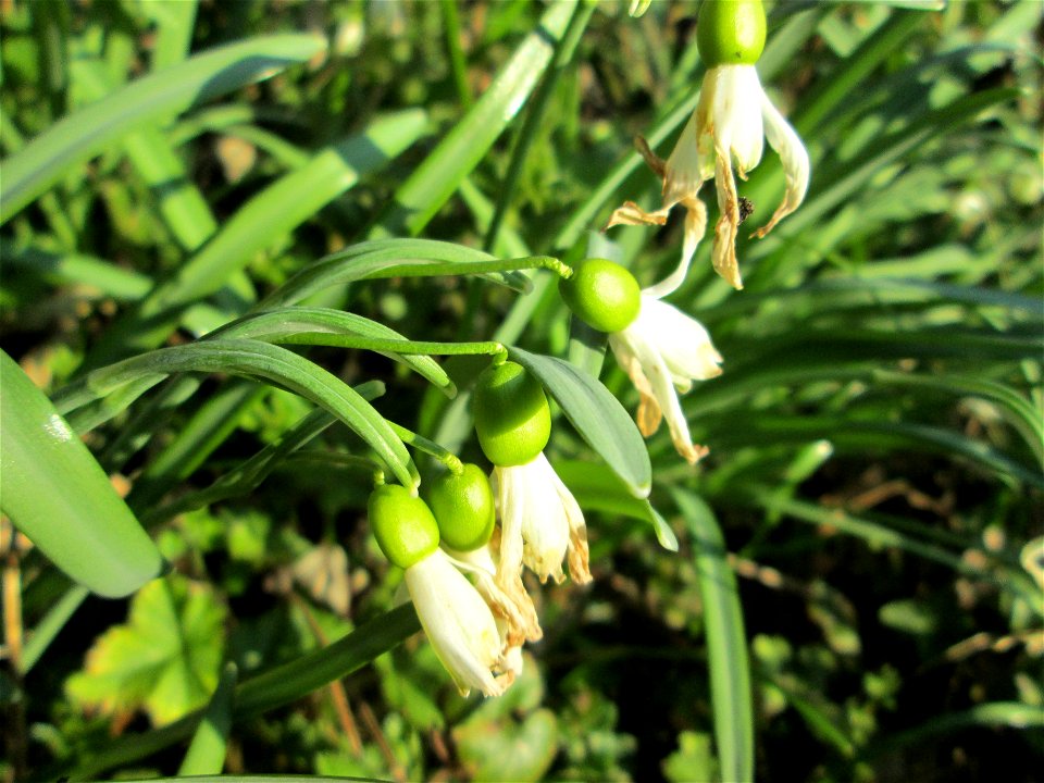 Kleines Schneeglöckchen (Galanthus nivalis) am Tierfriedhof in Alt-Saarbrücken