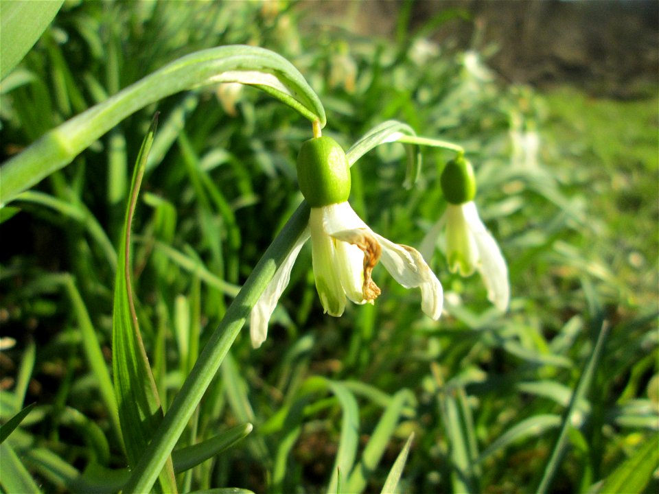 Kleines Schneeglöckchen (Galanthus nivalis) am Tierfriedhof in Alt-Saarbrücken