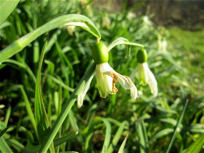 Kleines Schneeglöckchen (Galanthus nivalis) am Tierfriedhof in Alt-Saarbrücken