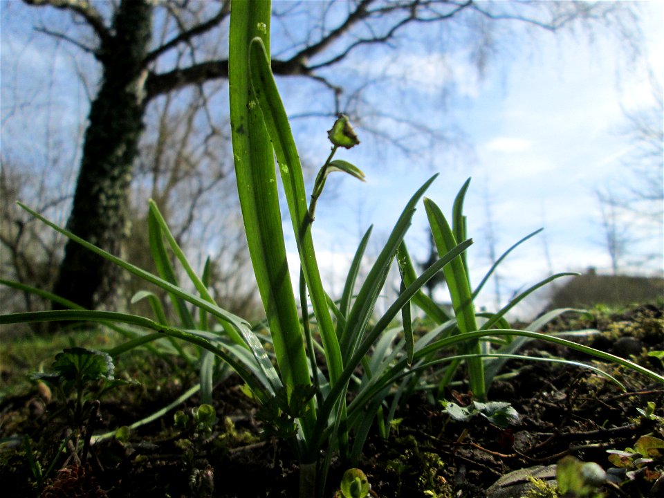 Verblühtes Schneeglöckchen (Galanthus nivalis) am Kraichbach in Hockenheim
