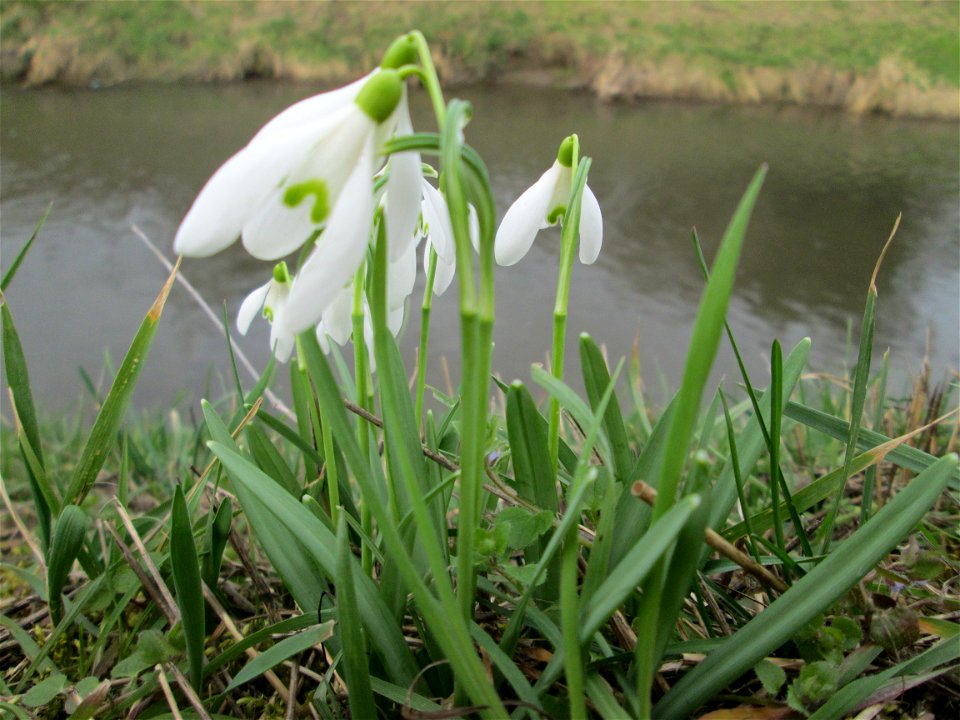 Kleines Schneeglöckchen (Galanthus nivalis) am Kraichbach bei Hockenheim