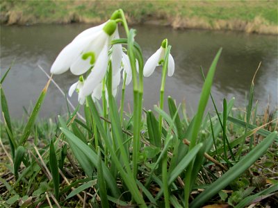 Kleines Schneeglöckchen (Galanthus nivalis) am Kraichbach bei Hockenheim