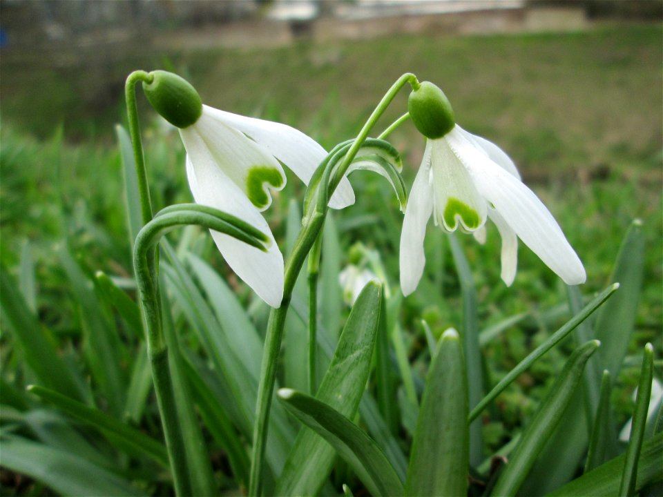 Kleines Schneeglöckchen (Galanthus nivalis) am Kraichbach bei Hockenheim