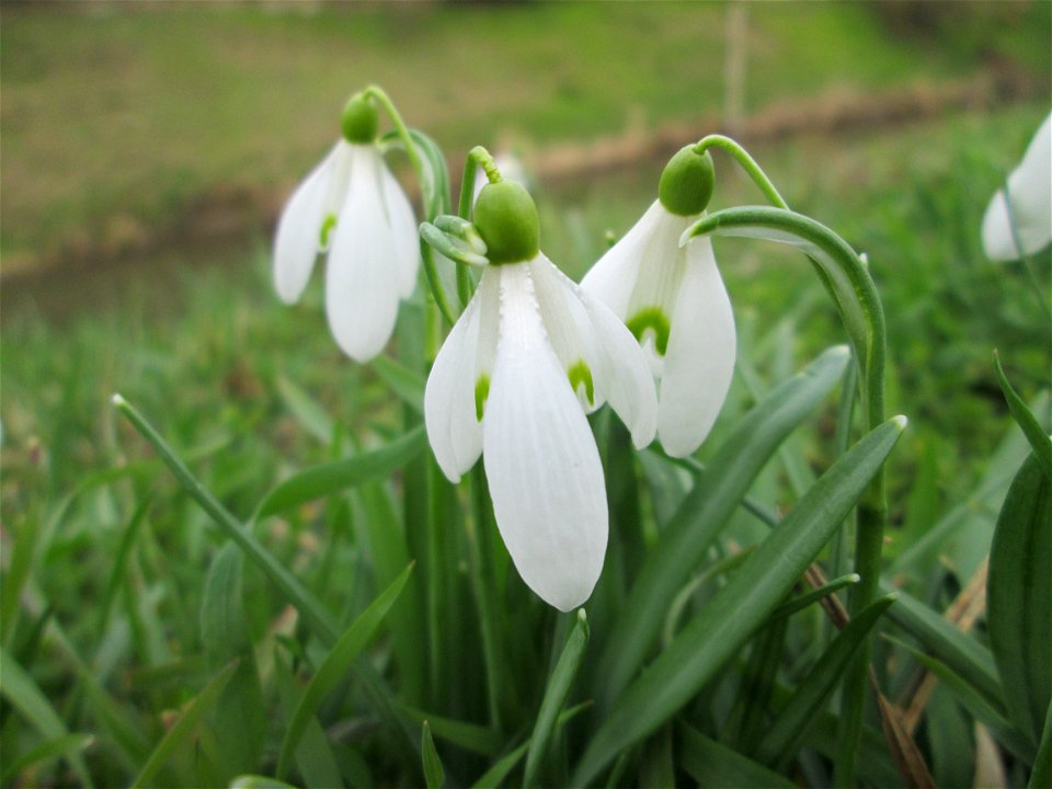 Kleines Schneeglöckchen (Galanthus nivalis) am Kraichbach bei Hockenheim