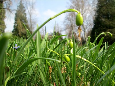 Verblühte Schneeglöckchen (Galanthus nivalis) am Friedhof St. Johann in Saarbrücken