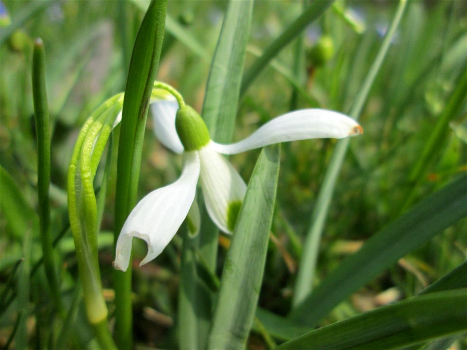Verblühte Schneeglöckchen (Galanthus nivalis) am Friedhof St. Johann in Saarbrücken