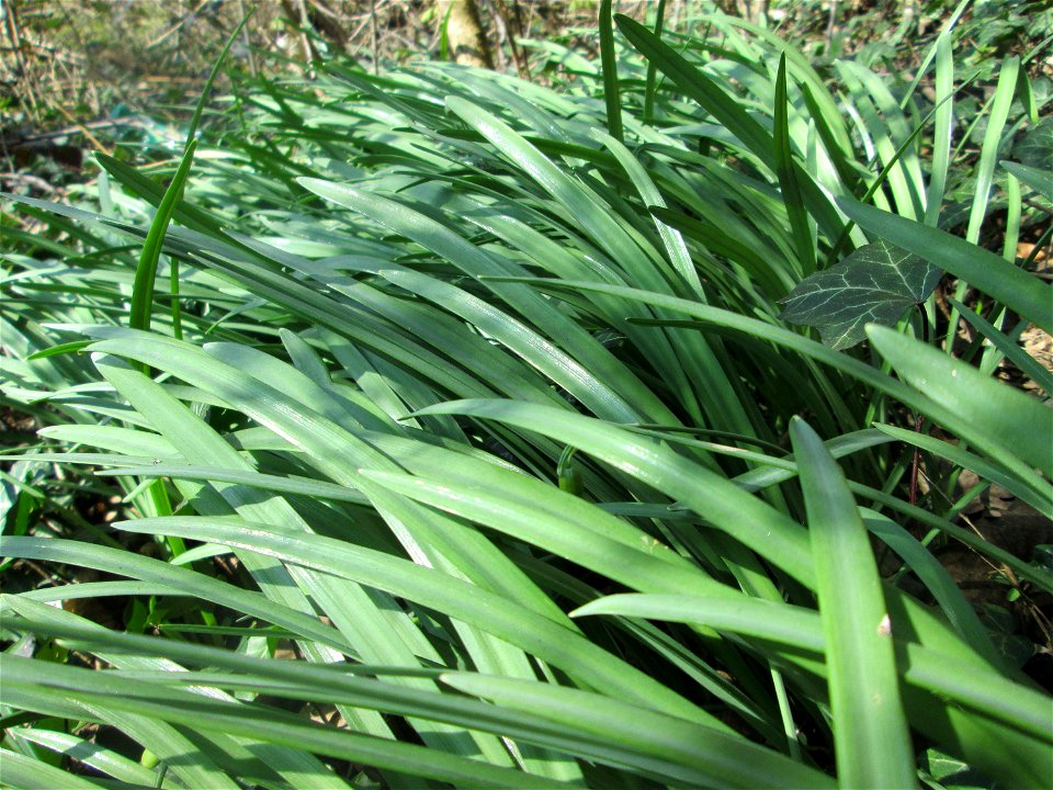 Verblühtes Schneeglöckchen (Galanthus nivalis) in Sankt Arnual