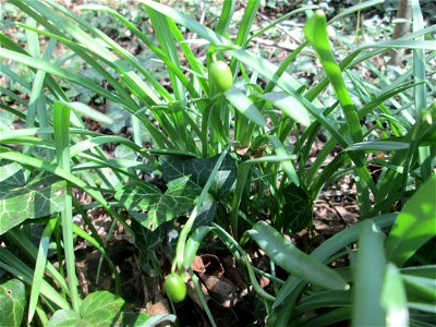 Verblühtes Schneeglöckchen (Galanthus nivalis) in Sankt Arnual