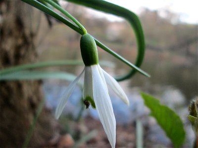 Kleines Schneeglöckchen (Galanthus nivalis) am Tabaksweiher in Sankt Arnual