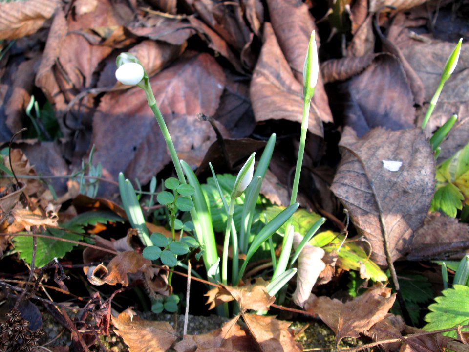 Erste Schneeglöckchen (Galanthus nivalis) in Saarbrücken