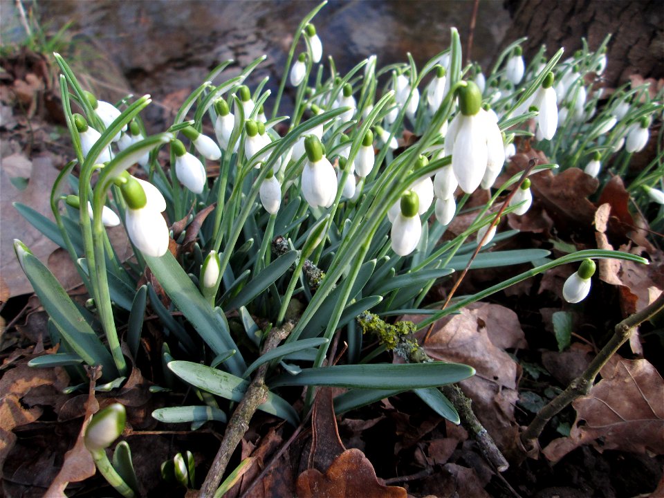 Kleines Schneeglöckchen (Galanthus nivalis) am Eschberg in Saarbrücken