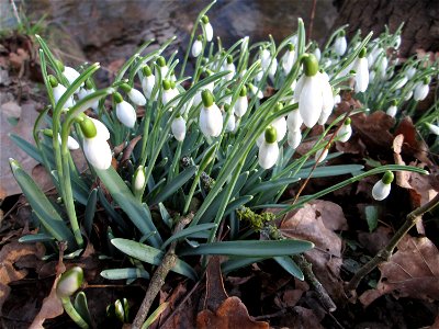 Kleines Schneeglöckchen (Galanthus nivalis) am Eschberg in Saarbrücken