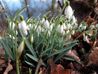 Kleines Schneeglöckchen (Galanthus nivalis) am Eschberg in Saarbrücken