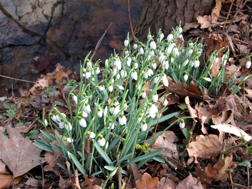 Kleines Schneeglöckchen (Galanthus nivalis) am Eschberg in Saarbrücken