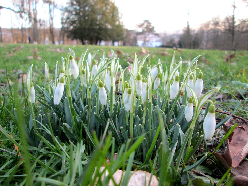 Kleines Schneeglöckchen (Galanthus nivalis) am Eschberg in Saarbrücken