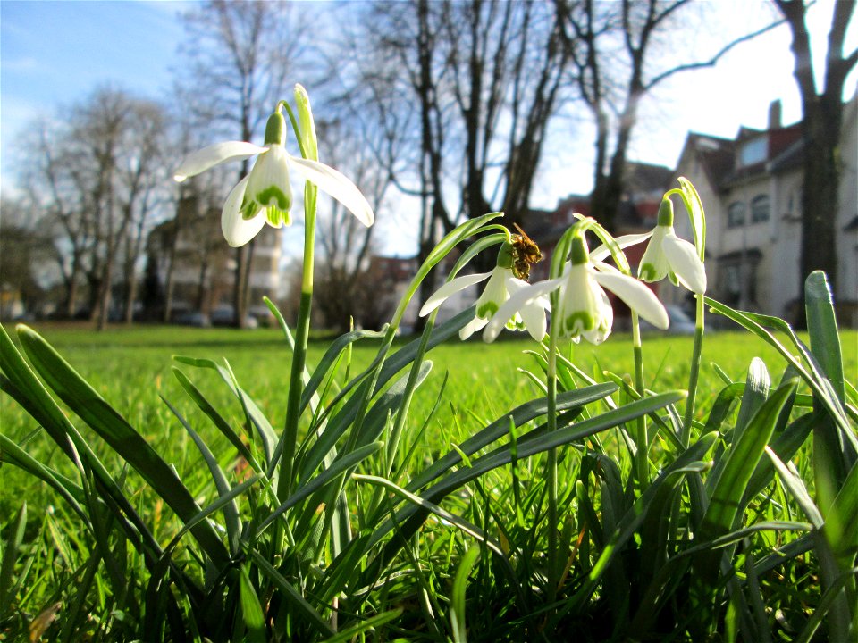 Kleines Schneeglöckchen (Galanthus nivalis) in der eehem. Bismarck-Anlage in Sankt Arnual