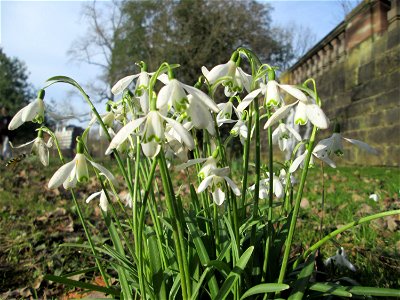 Kleines Schneeglöckchen (Galanthus nivalis) am Staden in Saarbrücken photo