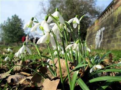 Kleines Schneeglöckchen (Galanthus nivalis) am Staden in Saarbrücken photo