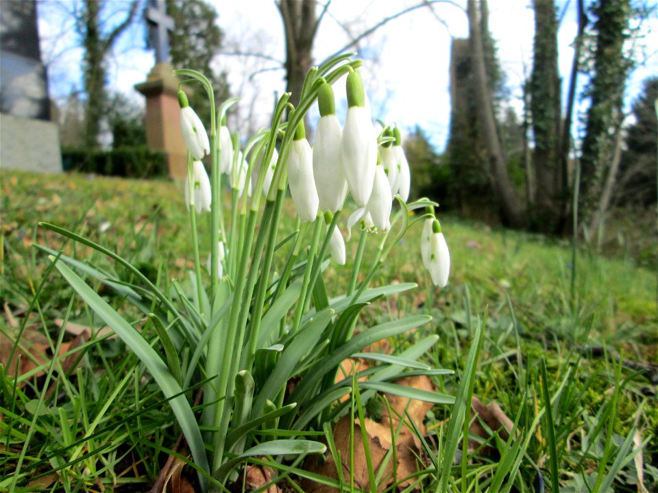 Kleines Schneeglöckchen (Galanthus nivalis) am Friedhof St. Johann in Saarbrücken