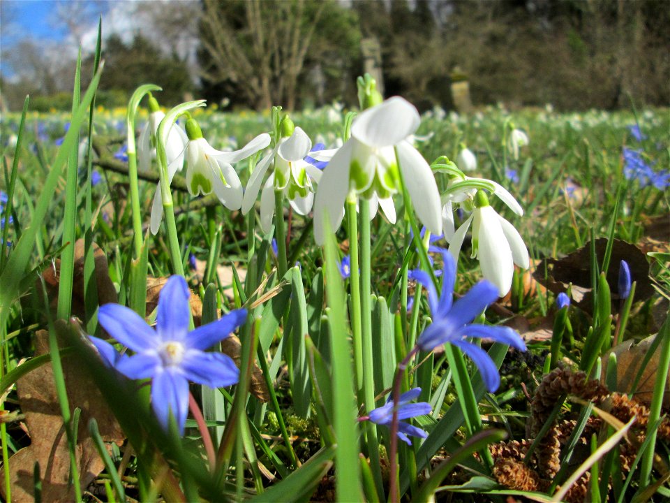 Kleines Schneeglöckchen (Galanthus nivalis) am Friedhof St. Johann in Saarbrücken