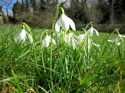 Kleines Schneeglöckchen (Galanthus nivalis) am Friedhof St. Johann in Saarbrücken
