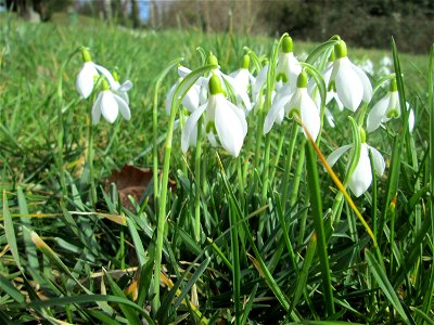 Kleines Schneeglöckchen (Galanthus nivalis) am Friedhof St. Johann in Saarbrücken