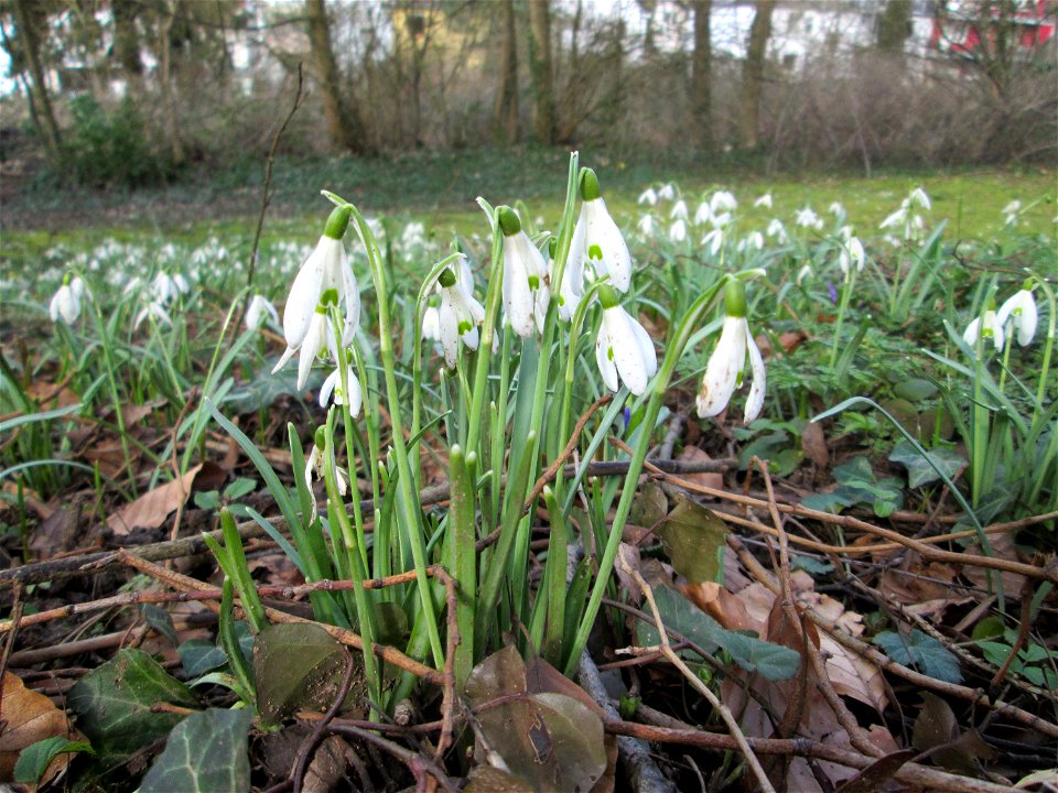 Kleines Schneeglöckchen (Galanthus nivalis) am Friedhof St. Johann in Saarbrücken