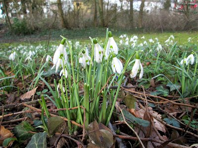 Kleines Schneeglöckchen (Galanthus nivalis) am Friedhof St. Johann in Saarbrücken