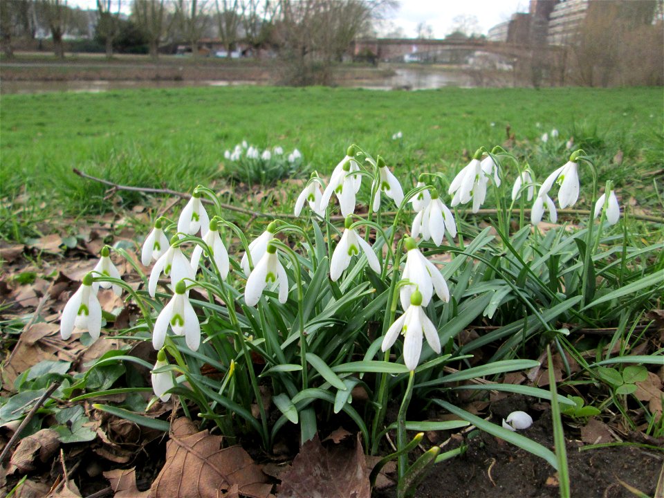 Kleines Schneeglöckchen (Galanthus nivalis) am Staden in Saarbrücken