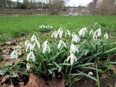 Kleines Schneeglöckchen (Galanthus nivalis) am Staden in Saarbrücken