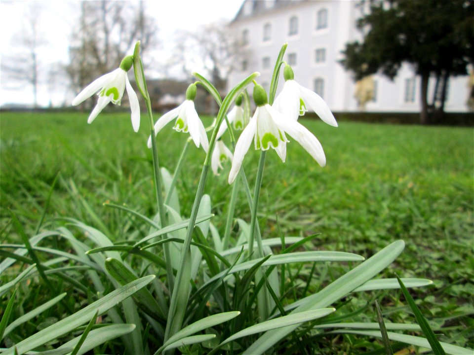 Kleines Schneeglöckchen (Galanthus nivalis) am Schloss in Alt-Saarbrücken