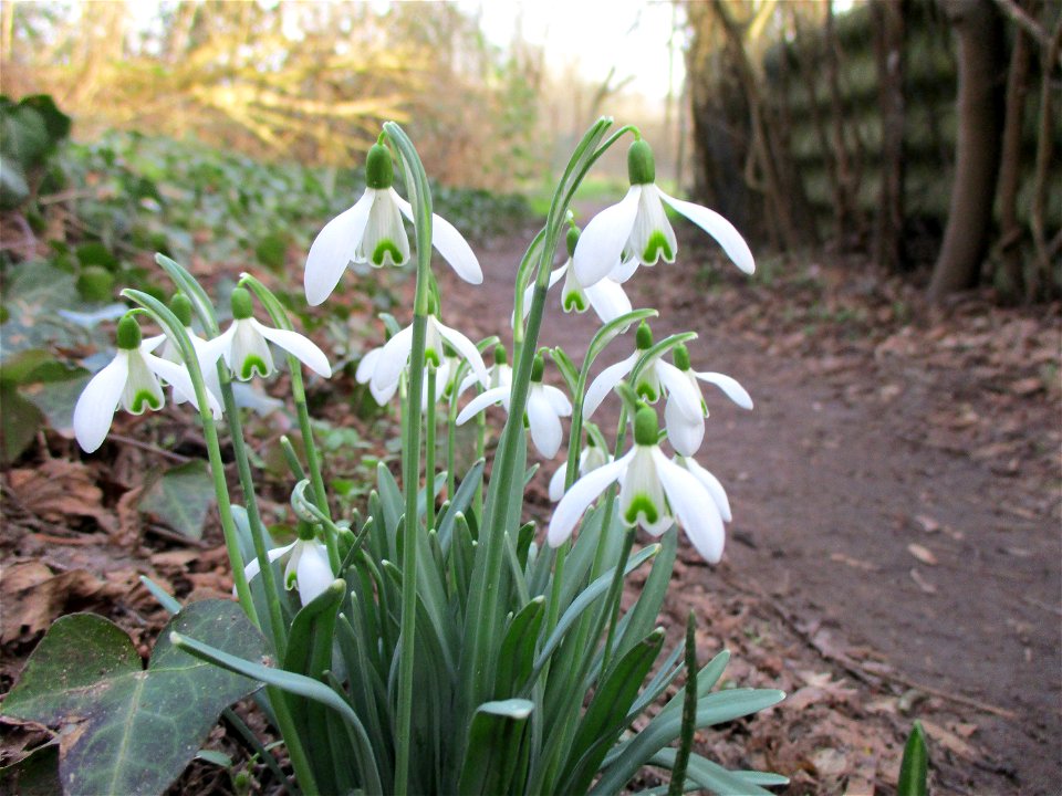 Kleines Schneeglöckchen (Galanthus nivalis) am Rand vom Güdinger Allmet