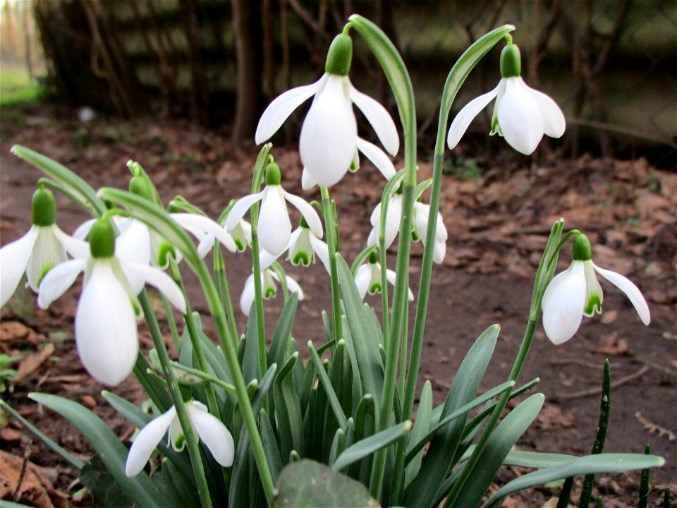 Kleines Schneeglöckchen (Galanthus nivalis) am Rand vom Güdinger Allmet