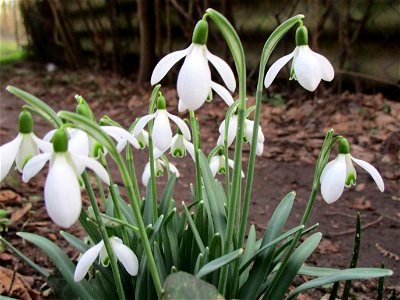 Kleines Schneeglöckchen (Galanthus nivalis) am Rand vom Güdinger Allmet