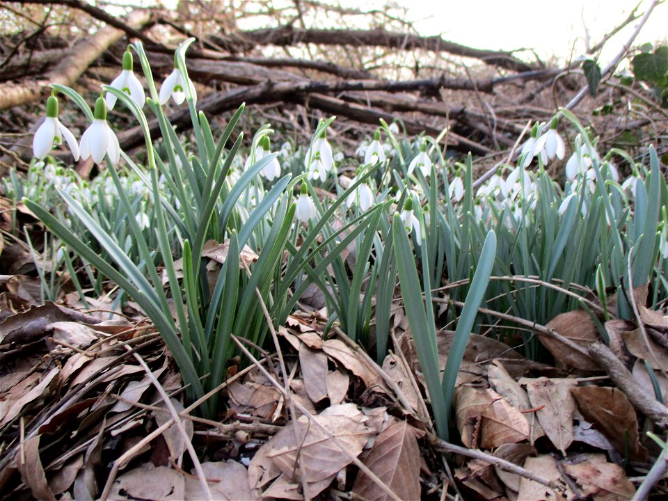 Kleines Schneeglöckchen (Galanthus nivalis) am Rand vom Güdinger Allmet