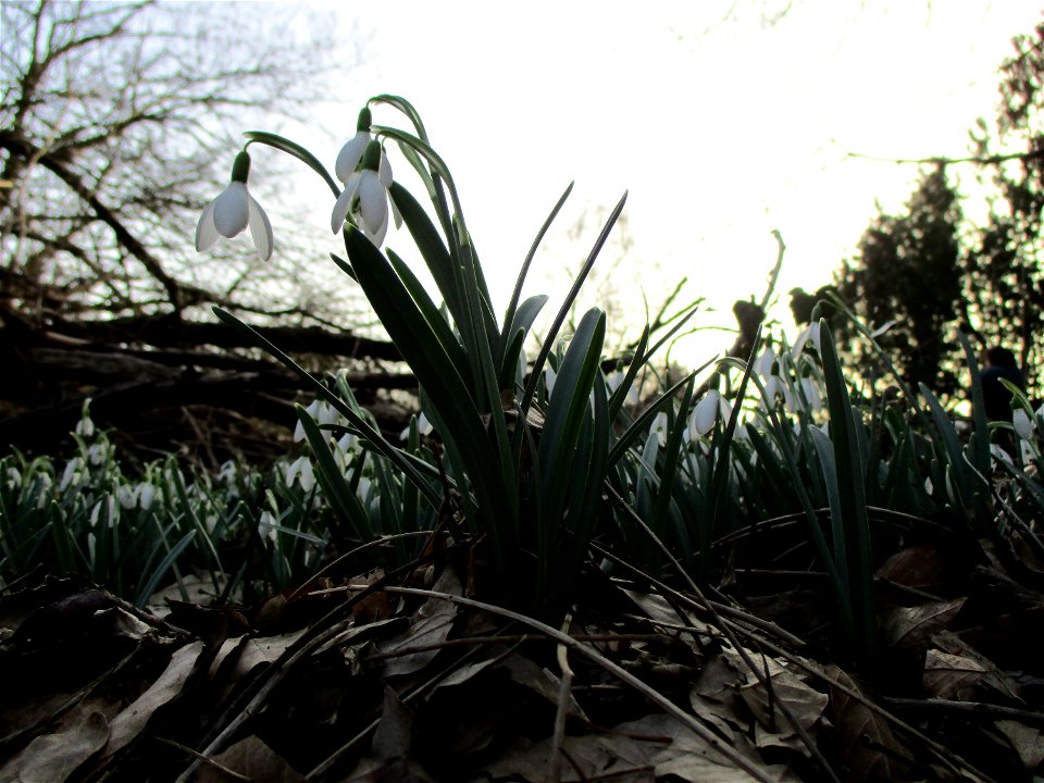 Kleines Schneeglöckchen (Galanthus nivalis) am Rand vom Güdinger Allmet