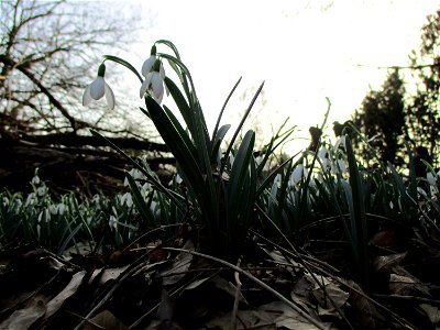 Kleines Schneeglöckchen (Galanthus nivalis) am Rand vom Güdinger Allmet