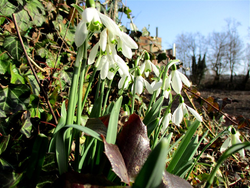 Kleines Schneeglöckchen (Galanthus nivalis) auf einer Brachfläche der Halberger Hütte in Brebach photo