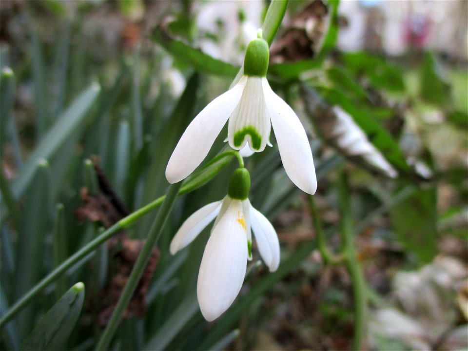 Kleines Schneeglöckchen (Galanthus nivalis) in Brebach